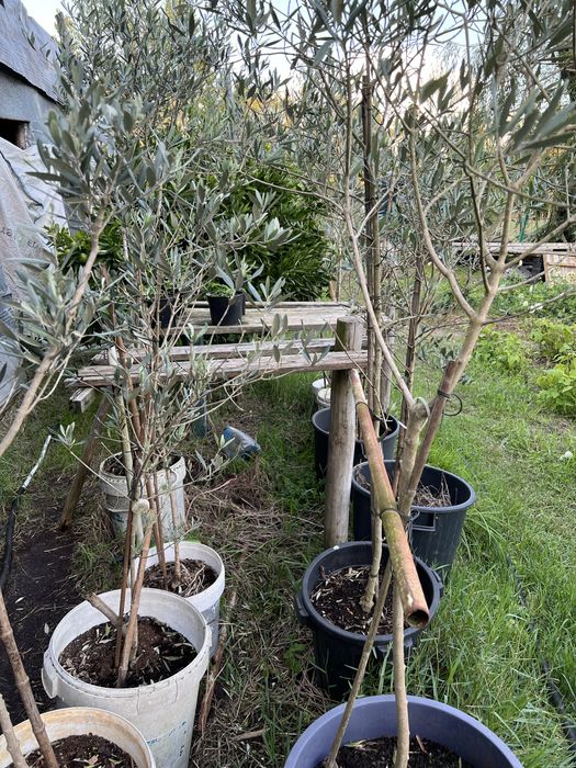 Oliveiras  , galegas , picual cobrançosa