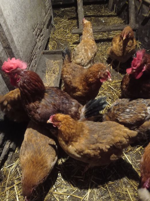 Молоді півні продам