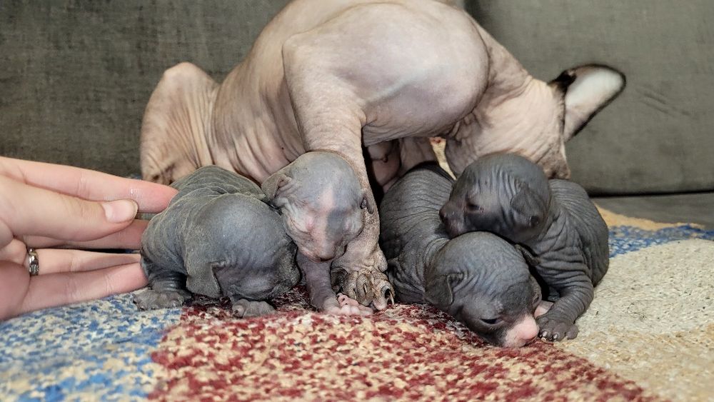 Кошенята канадські сфінкси