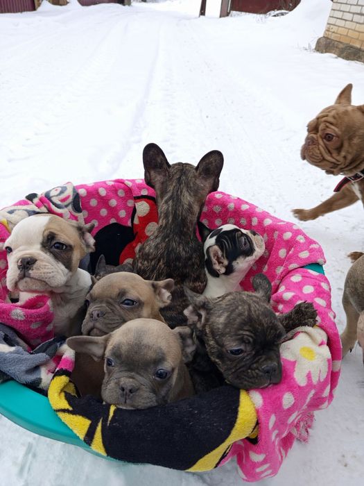 Французькі булочки