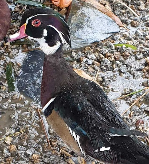 Patos  gansos perus garnizas