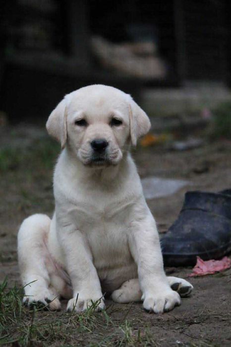 Biszkoptowa suczka labrador rodowód ZkWP FCI przebadana! dogoterapia!