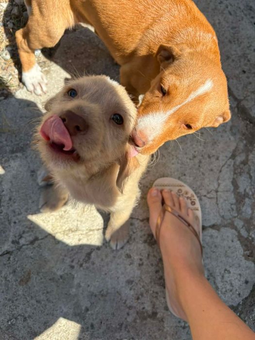 Cachorrinhos adoção