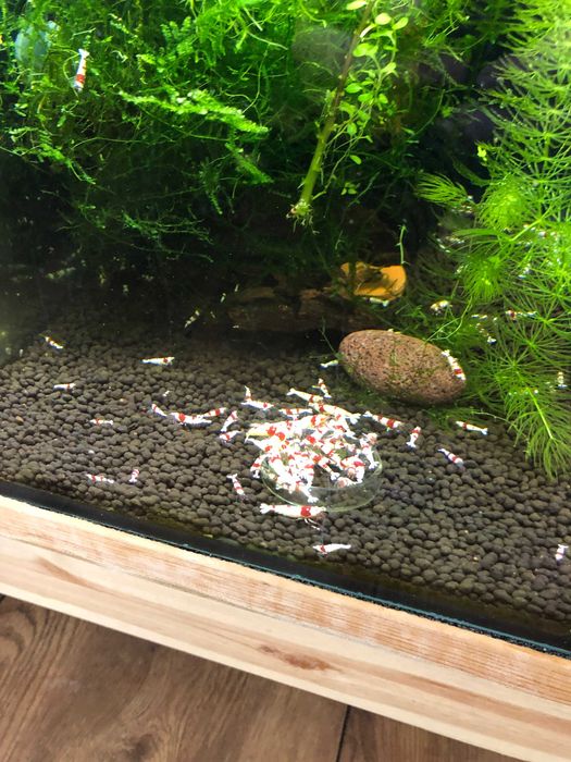 Stabilne krewetkarium