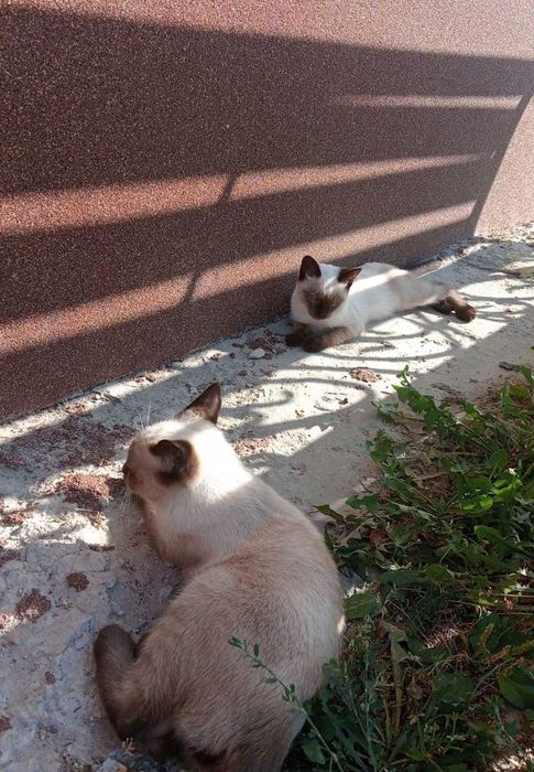 Породисті сіамські кошенята