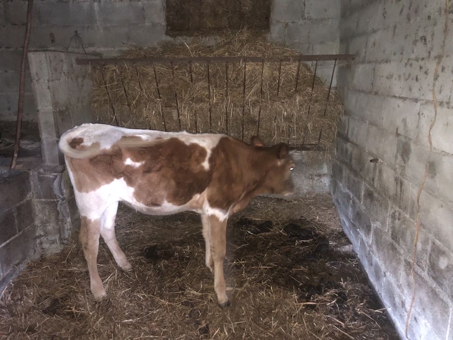 Novilha com 12 meses