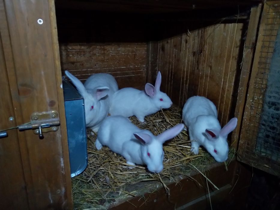 Młode króliki termondzkie królik termondzki