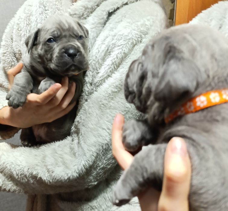 Корси у люблячу родину