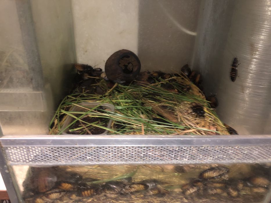 Kolonia karaczanow madagaskarskich