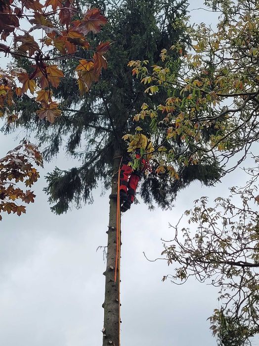 Pielęgnacja drzew/ Wycinka sekcyjna/ Frezowanie pni