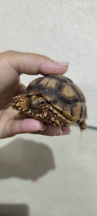 Sulcatas Africanas (duas)