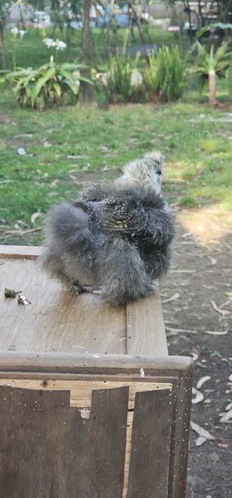 Casais de Silkies Barbudas/ linha USA