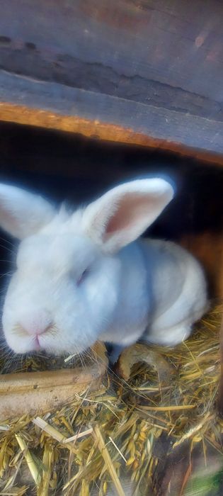 Sprzedam samca Wiedeński Biały