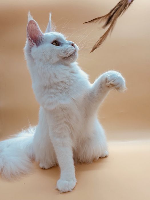 Мейн кун девочка с документами