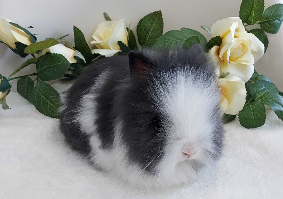 Króliczki karzełki FluffyTeddy puchate