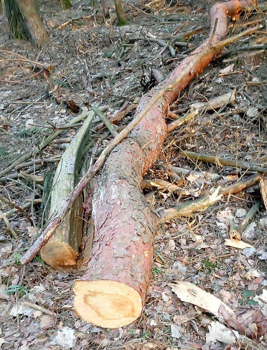 drewno drzewo opałowe samowyrób sosna - tanio oddam