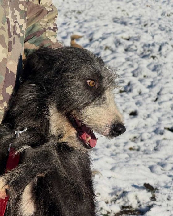 Діна, метис, шукає дім | Центр адопції Зачин