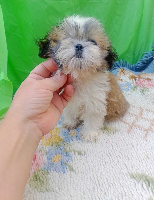 Shih-tzu com pedigree LOP