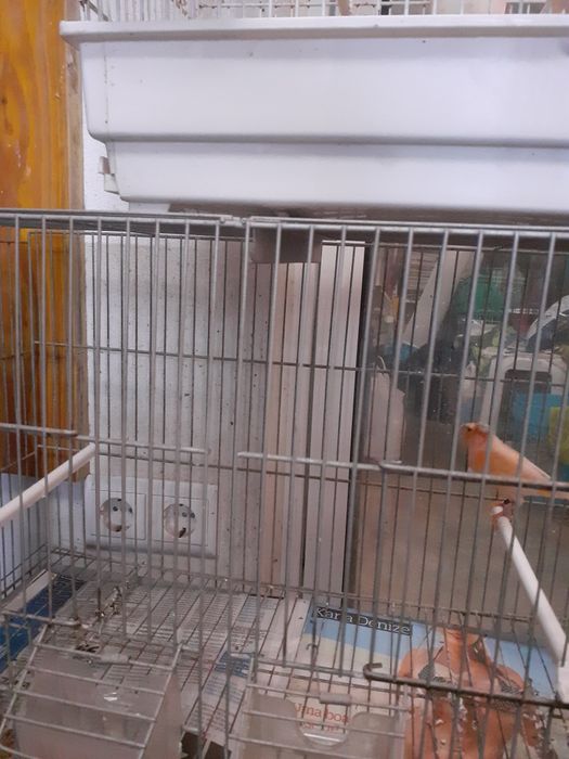 Canários de qualidade