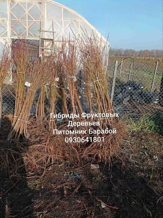 Гибриды Фруктовых Деревьев. ОПТ и Розница Питомник Барабой