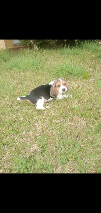 Venda de machinho beagle