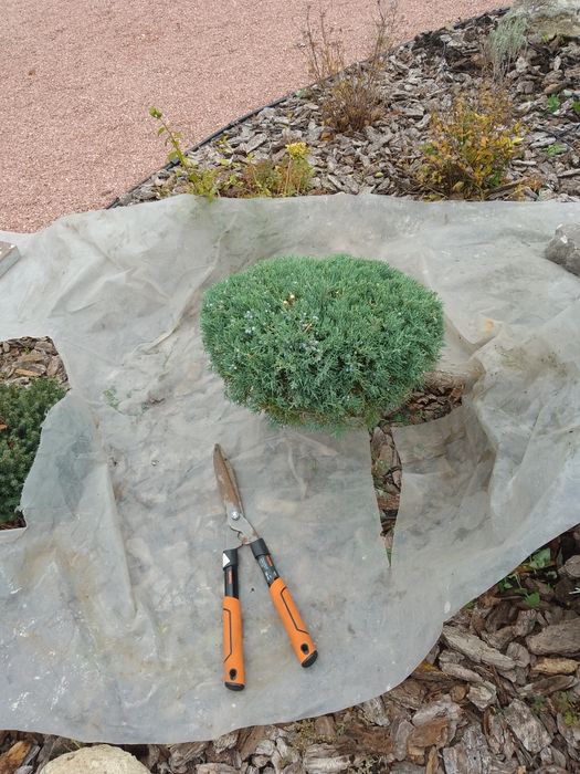 ОБРЕЗКА деревьев и кустарников Каменское