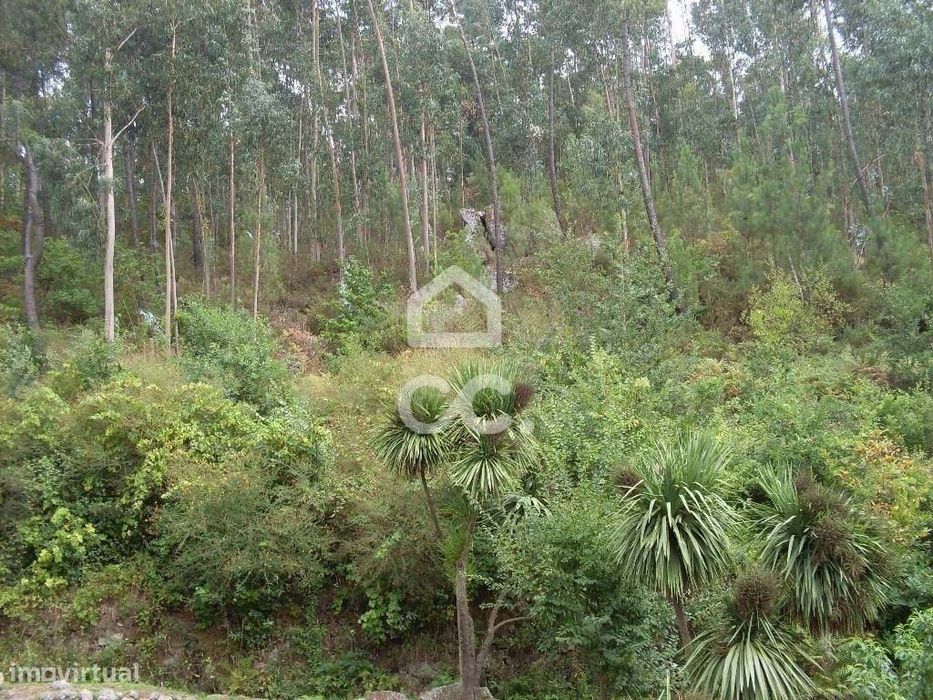 Terreno rústico - Terreno Florestal — Infantas, Braga