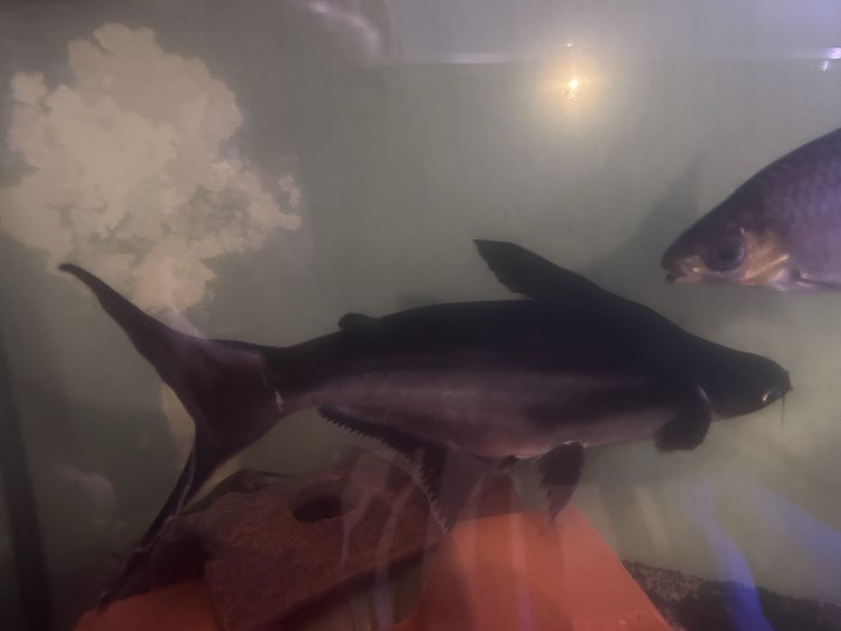 Pleco , Pangasius e Peixe Gato 20cm+