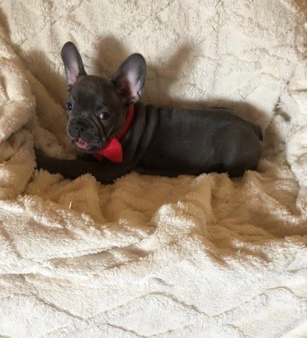 Piękny buldog francuski blue samiec