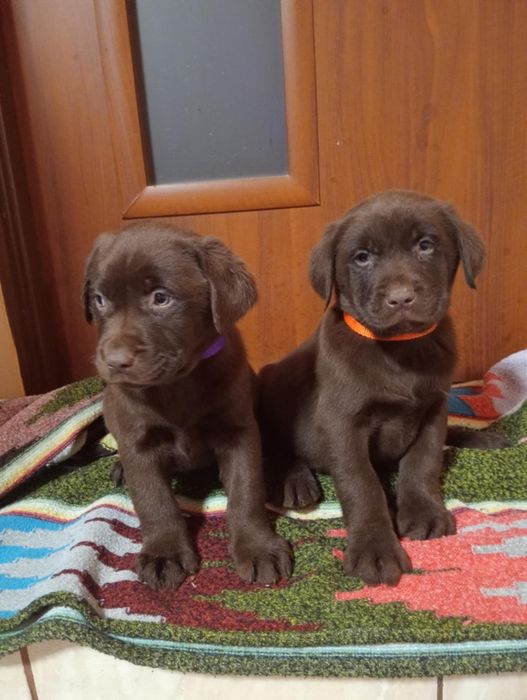 Szczeniak Labrador Retriever