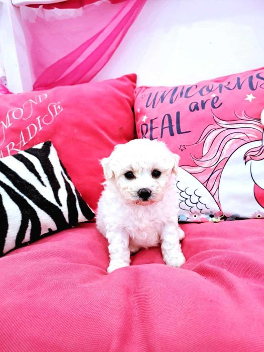 bichon frise szczenię suczka  z rodowodem FCI, po Zwycięzcach Świata