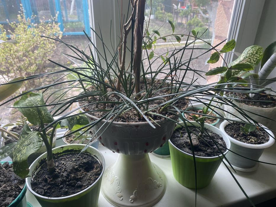 Зефирантес белый