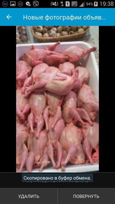 продам мясо перепела