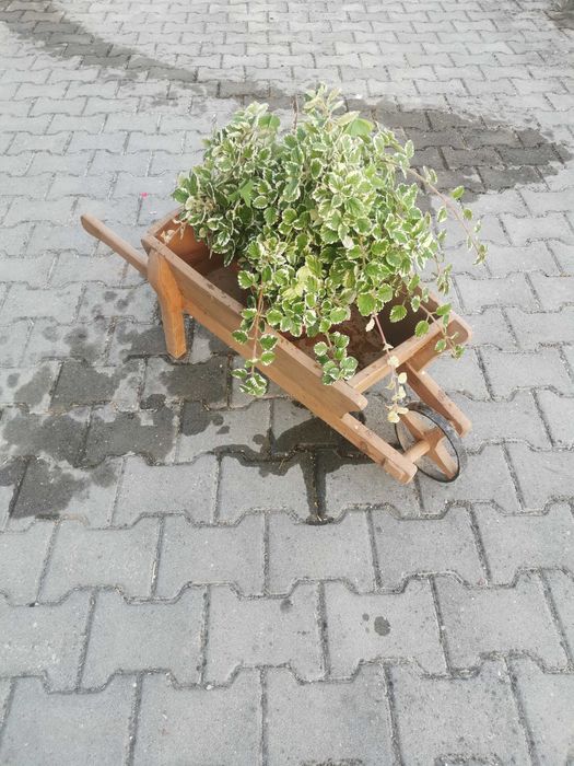 Carros de jardim