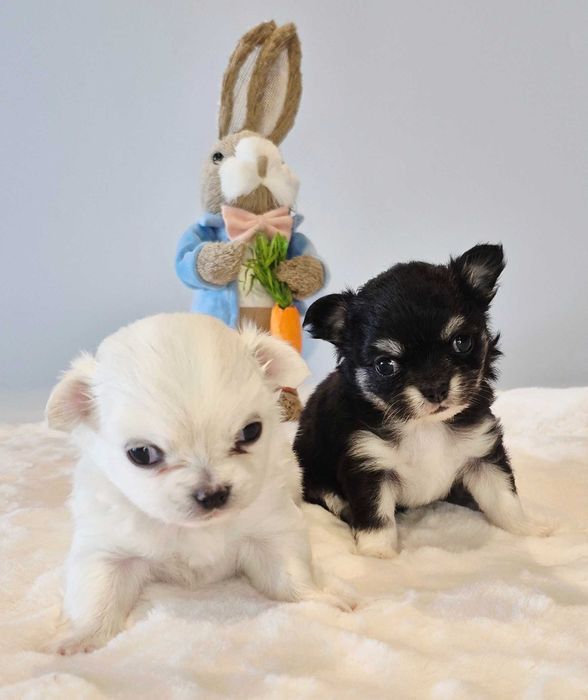 Chiuhaha Dziewczynka długowłosa odbiór koniec Marca