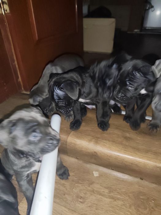 Продам щенков кане-корсо