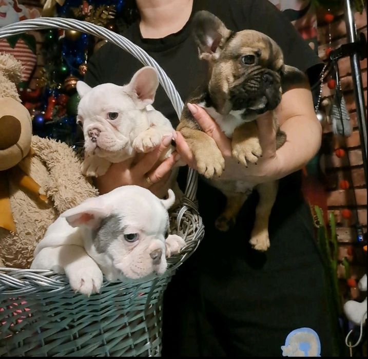 Французький бульдог