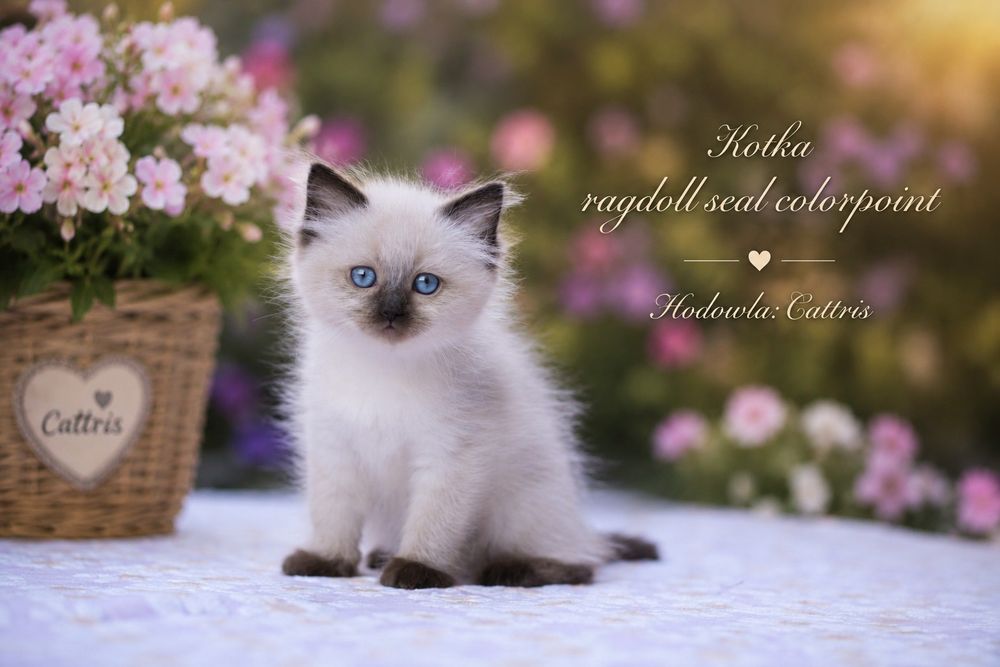 Kotka ragdoll odbiór lipiec Cattris