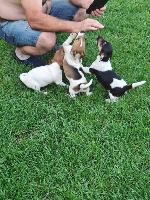 Jack  Russell  Terrier suczka