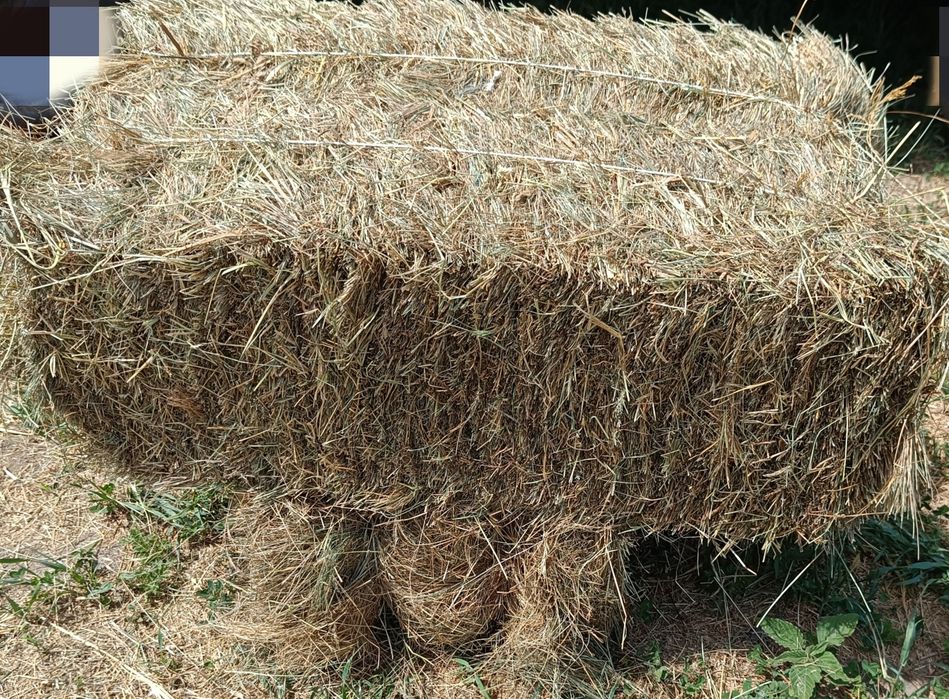 Продам Сіно в тюках