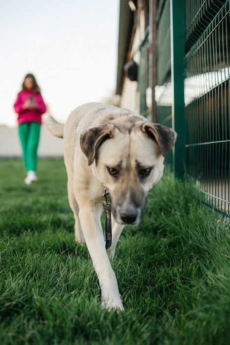 Собаки,  отдаем в семьи