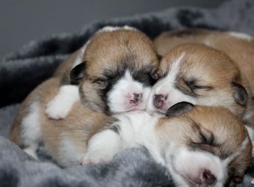 Малюки вель корг