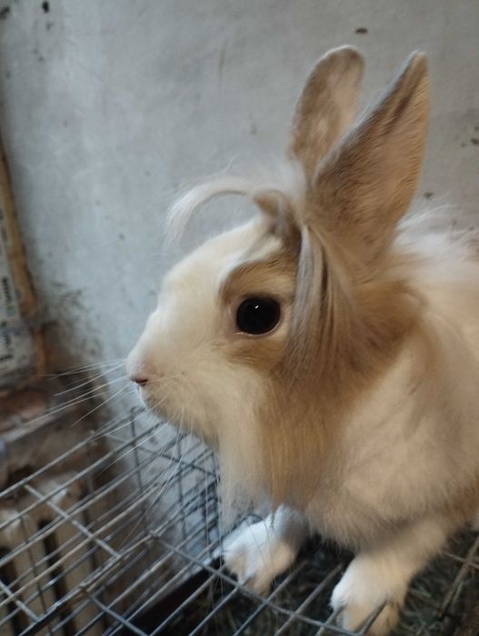 Декоративний кролик