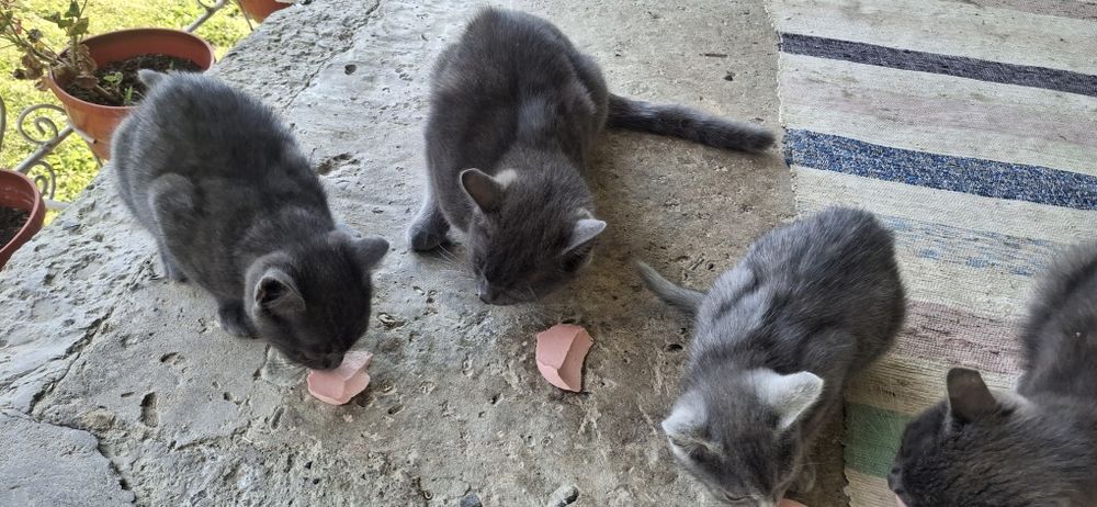 Котики кошенята віддам у хороші руки