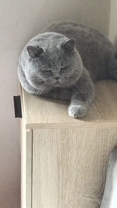 Kot Brytyjski Reproduktor