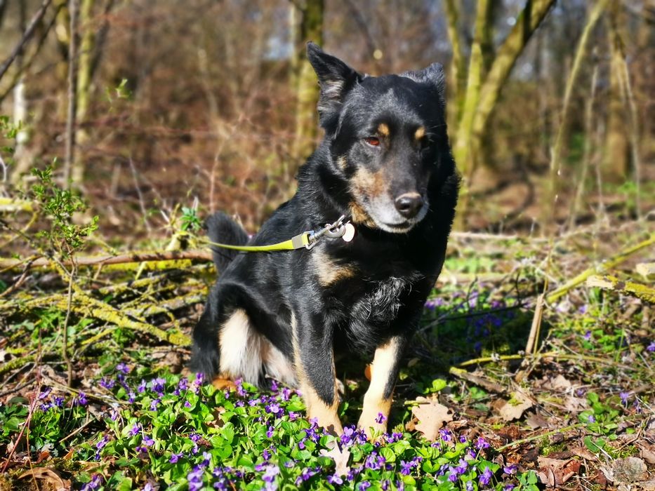 Ares - przyjacielski psiak szuka domu