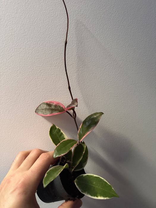 Hoya flamingo pink