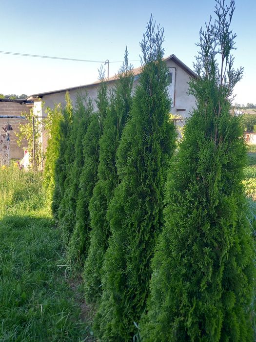 Продам туї смарагд