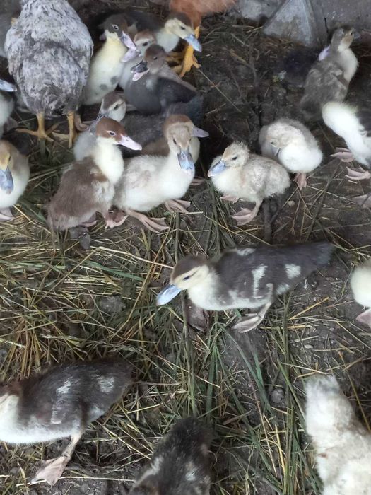 продам каченят шипуни