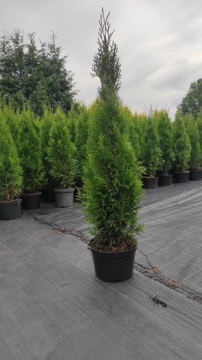 Tuja Thuja szmaragd 100cm Transport do klienta